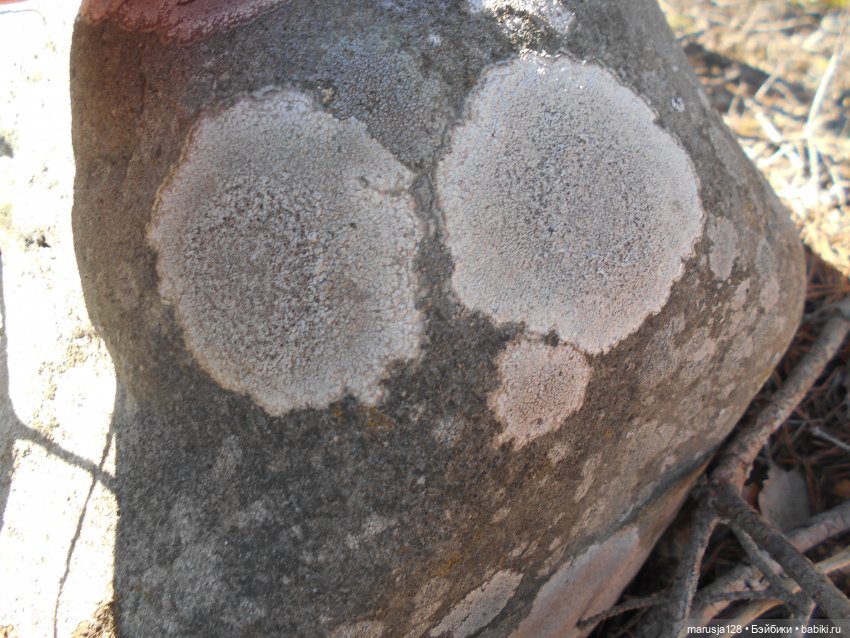 Лес глазами крохи — Туризм и путешествия: фотоотчеты из поездок