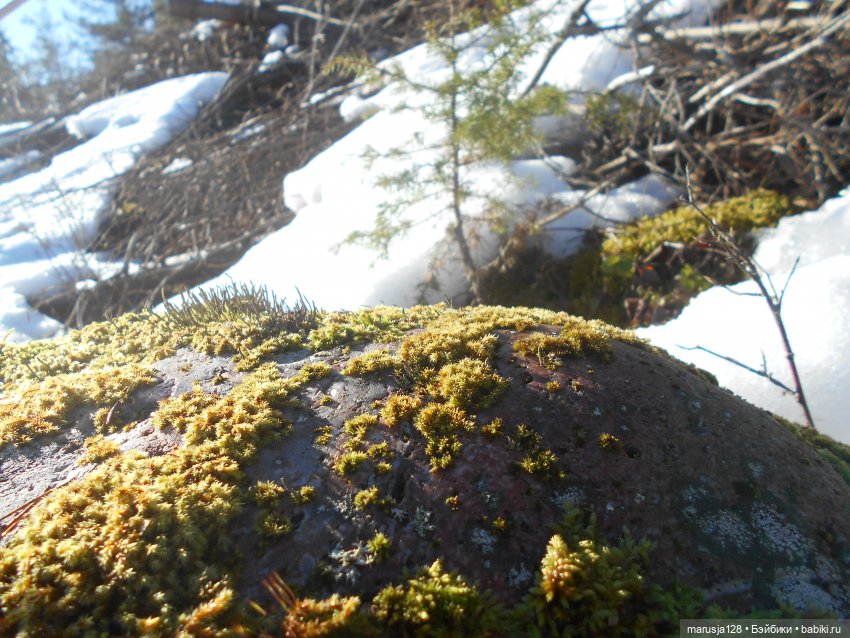 Лес глазами крохи — Туризм и путешествия: фотоотчеты из поездок