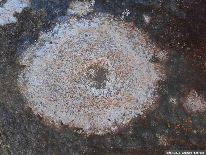 Лес глазами крохи — Туризм и путешествия: фотоотчеты из поездок