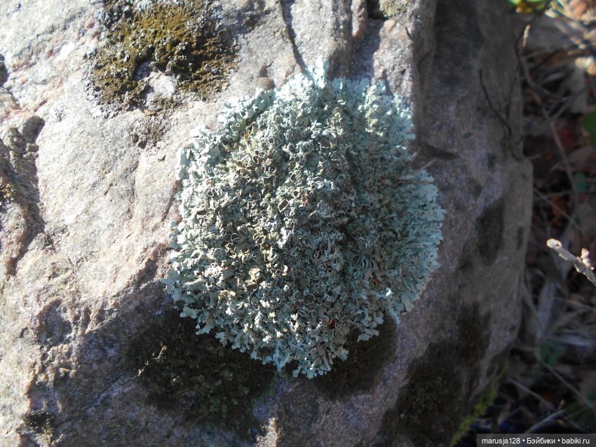 Лес глазами крохи — Туризм и путешествия: фотоотчеты из поездок