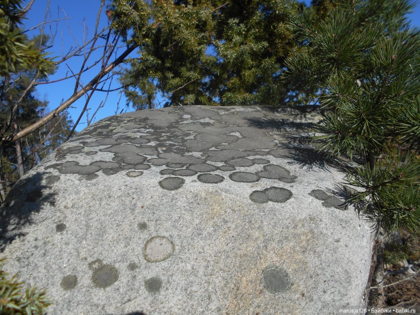 Лес глазами крохи — Туризм и путешествия: фотоотчеты из поездок