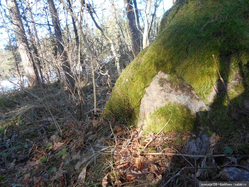Лес глазами крохи — Туризм и путешествия: фотоотчеты из поездок