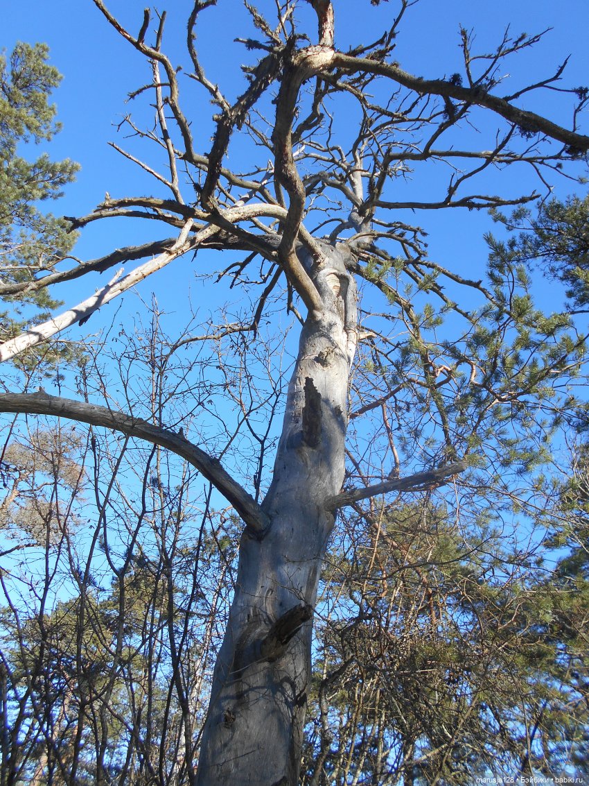 Лес глазами крохи — Туризм и путешествия: фотоотчеты из поездок