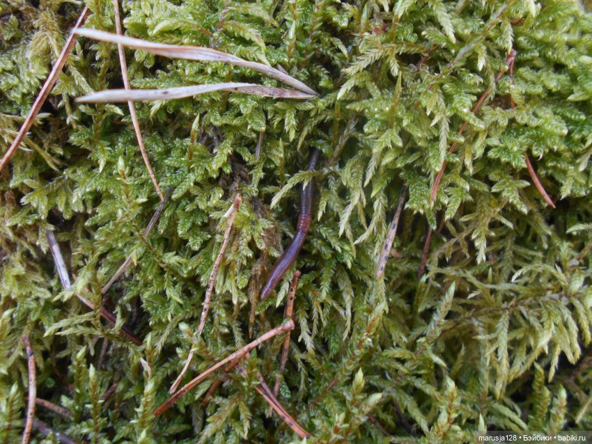 Лес глазами крохи — Туризм и путешествия: фотоотчеты из поездок