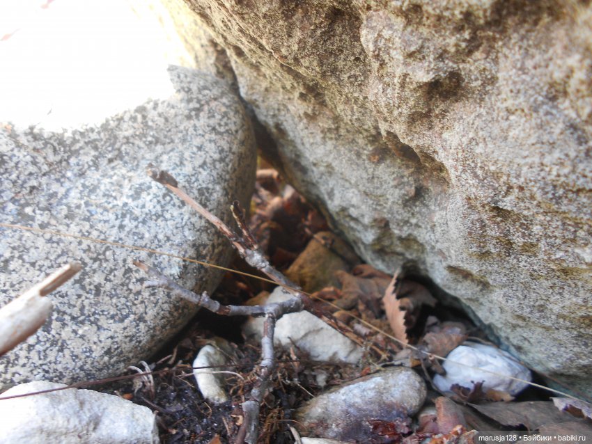 Лес глазами крохи — Туризм и путешествия: фотоотчеты из поездок