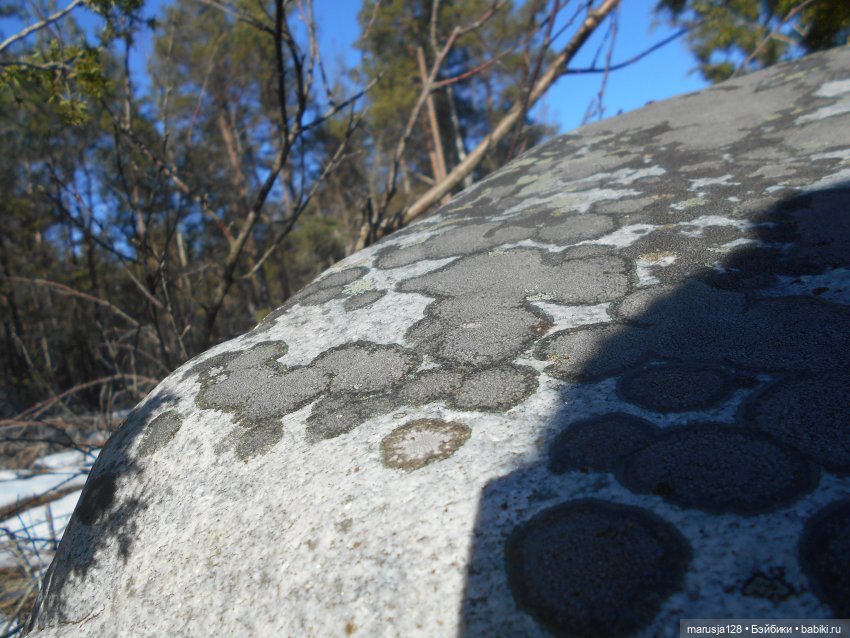 Лес глазами крохи — Туризм и путешествия: фотоотчеты из поездок