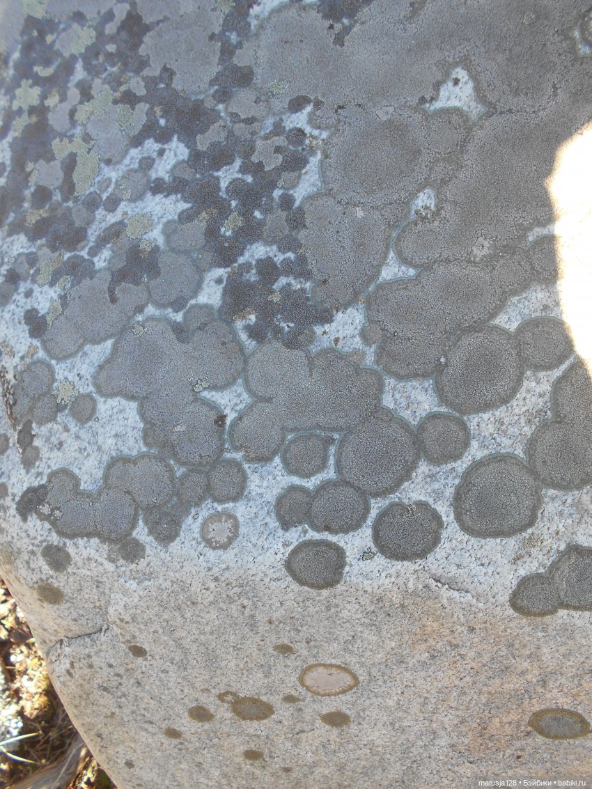 Лес глазами крохи — Туризм и путешествия: фотоотчеты из поездок