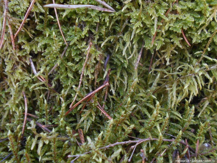 Лес глазами крохи — Туризм и путешествия: фотоотчеты из поездок