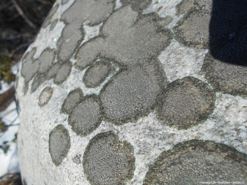 Лес глазами крохи — Туризм и путешествия: фотоотчеты из поездок