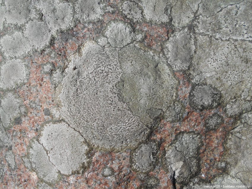 Лес глазами крохи — Туризм и путешествия: фотоотчеты из поездок (фото 8)