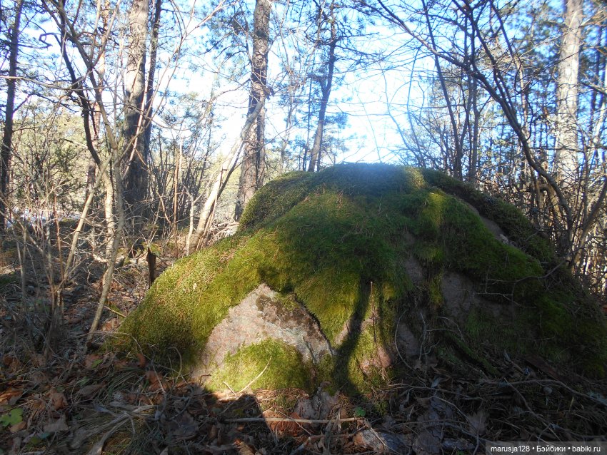 Лес глазами крохи — Туризм и путешествия: фотоотчеты из поездок