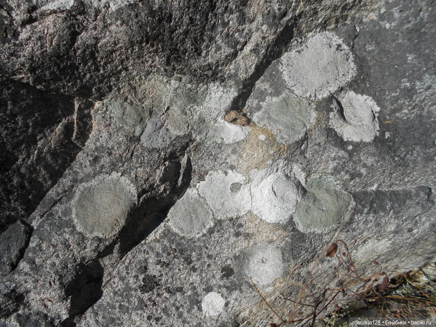 Лес глазами крохи — Туризм и путешествия: фотоотчеты из поездок (фото 5)