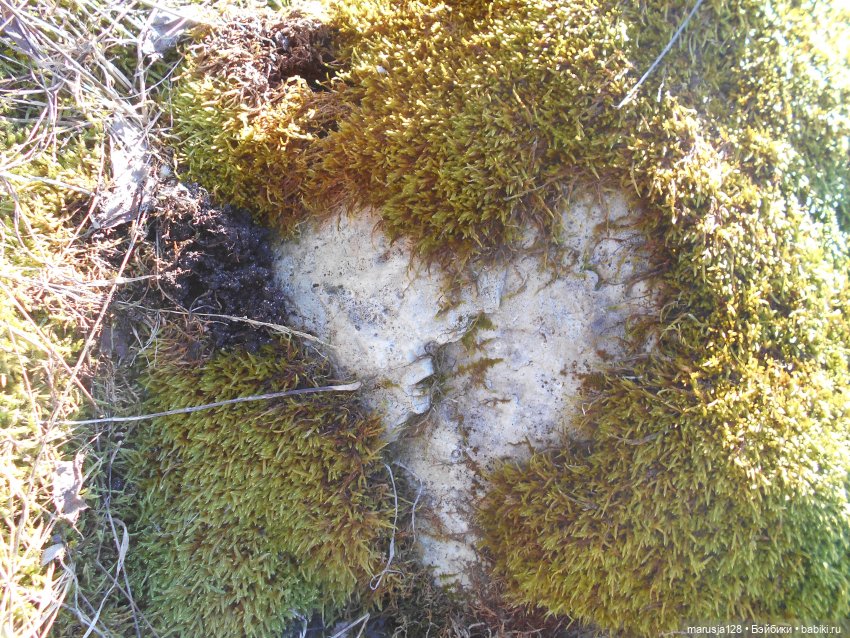 Лес глазами крохи — Туризм и путешествия: фотоотчеты из поездок