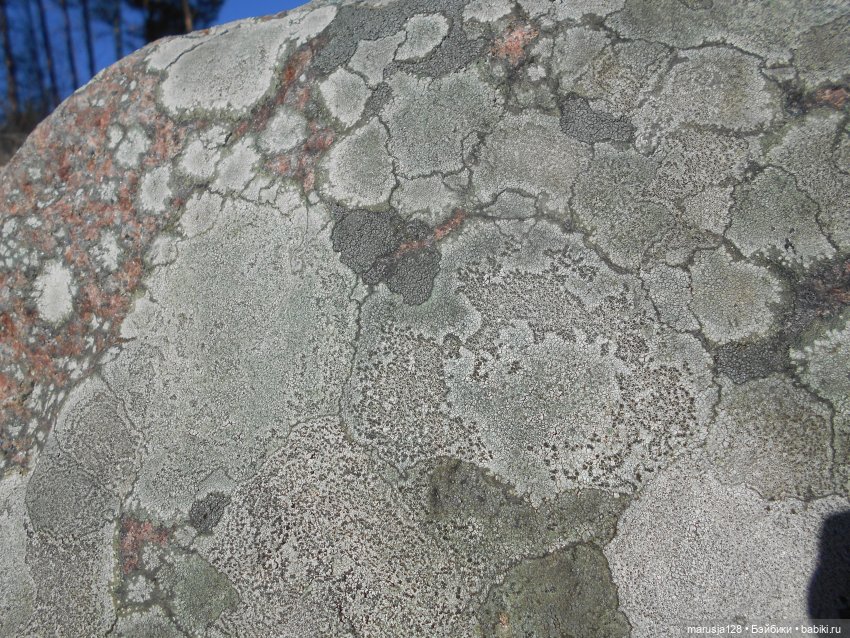 Лес глазами крохи — Туризм и путешествия: фотоотчеты из поездок (фото 6)