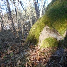 Лес глазами крохи