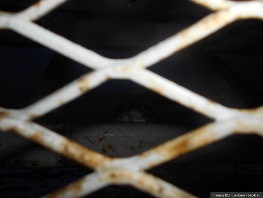 Мокробяка | Бэйбики Мокробяка — Интересное и необычное: фотоподборки (фото 4)