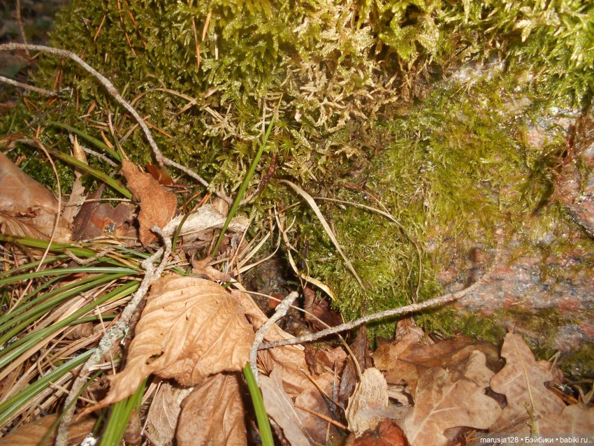 Невероятные приключения мелких в Заколдованном лесу