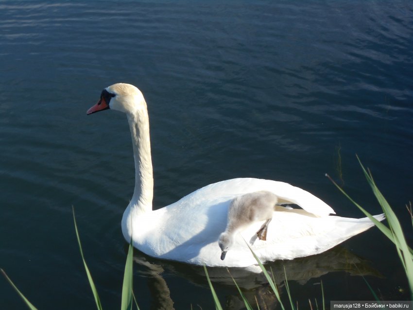 Приходите к нам на свадьбу