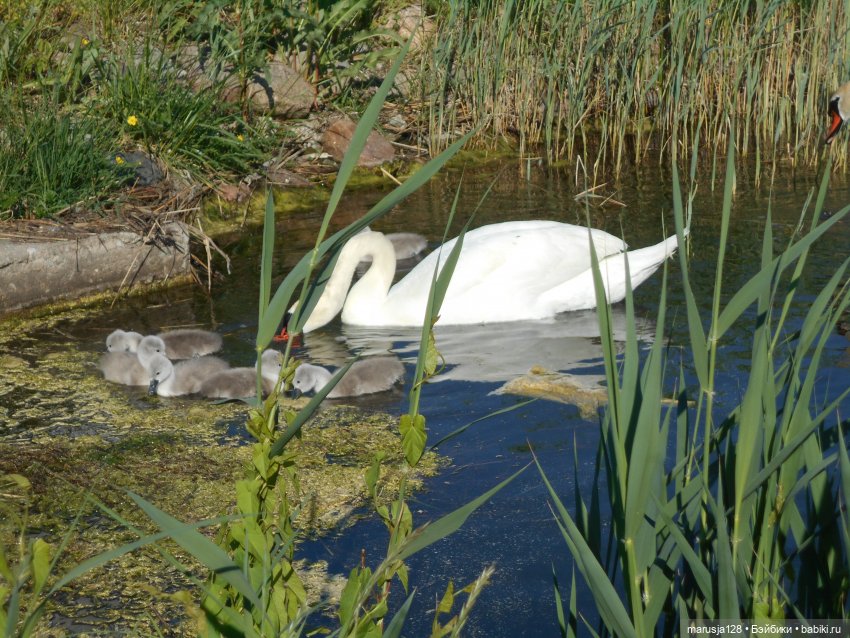 Приходите к нам на свадьбу