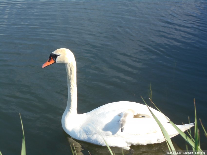 Приходите к нам на свадьбу