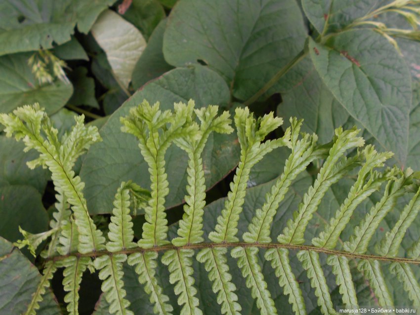 «С какой ты планеты!?» История Одиссейки