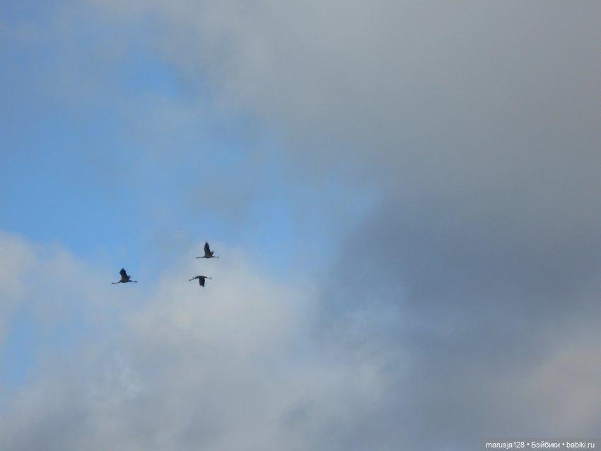 «С какой ты планеты!?» История Одиссейки