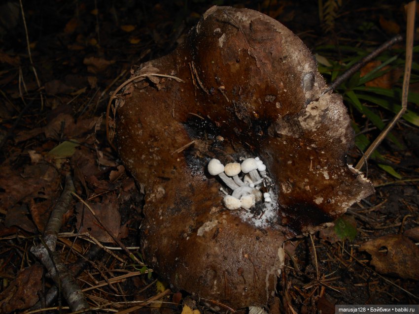 Украденные свадебные подарки, путешествие и розовый песок