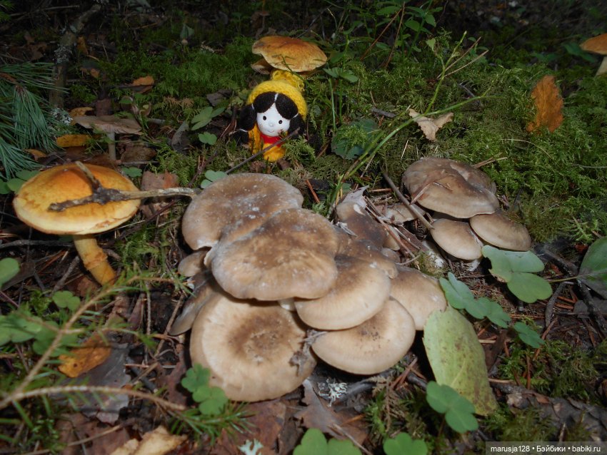 Украденные свадебные подарки, путешествие и розовый песок