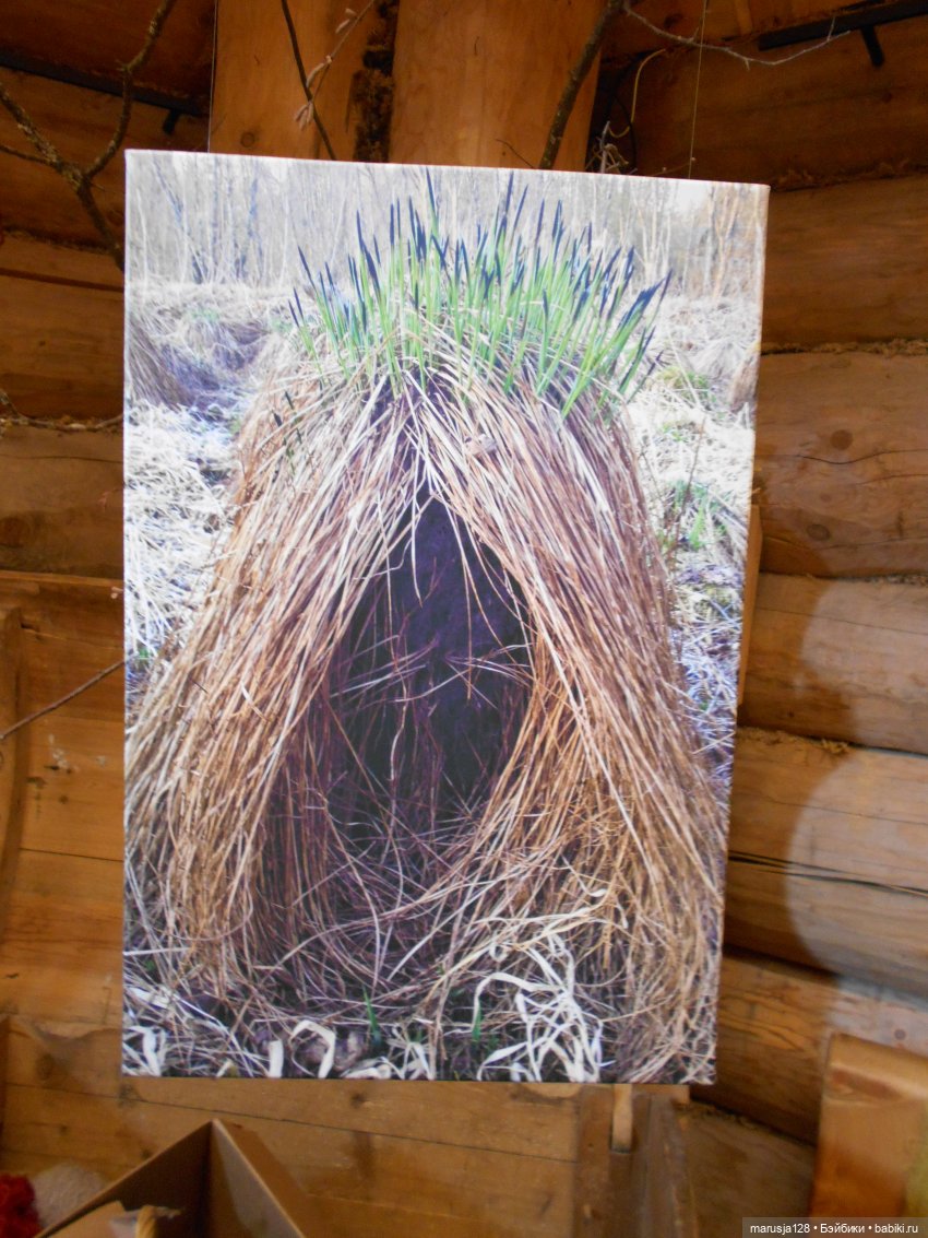 Поку, младшие родичи онтов