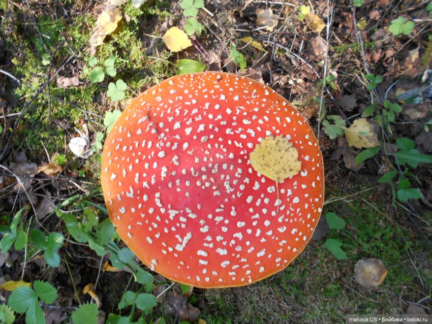 Украденные свадебные подарки, путешествие и розовый песок