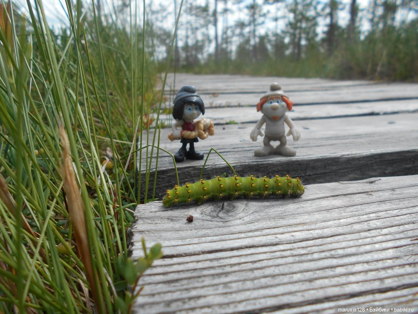 Украденные свадебные подарки, путешествие и розовый песок