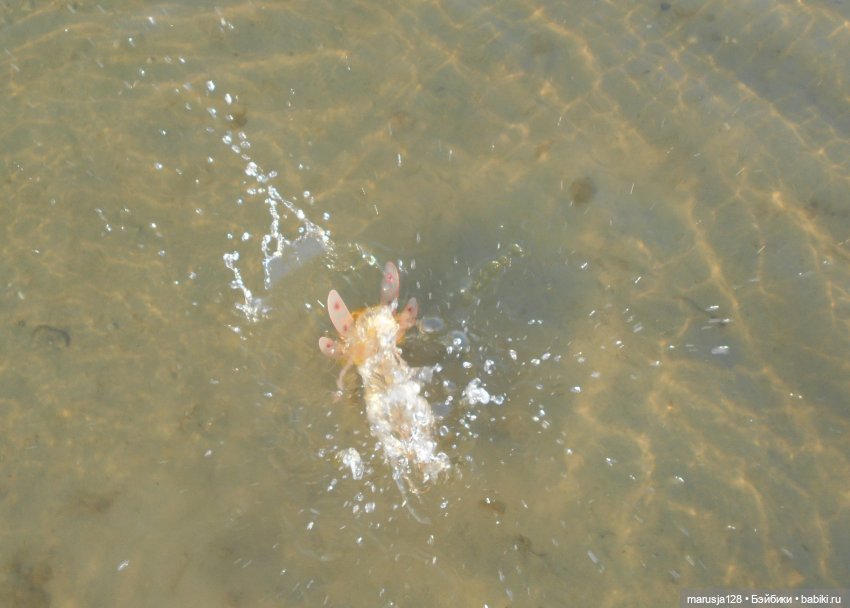 Двойняшки: дети чёрта и феи