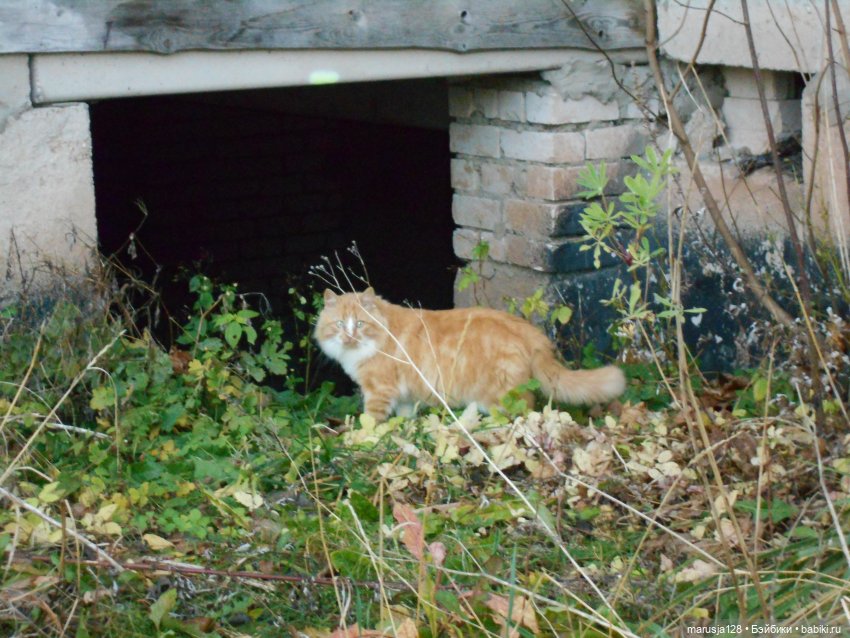 Осенние прогулки и странствия
