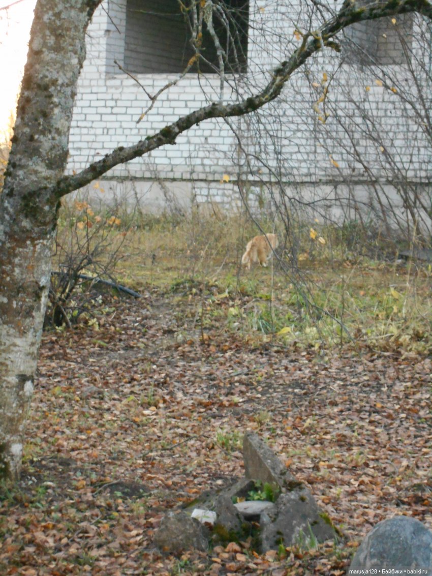 Осенние прогулки и странствия