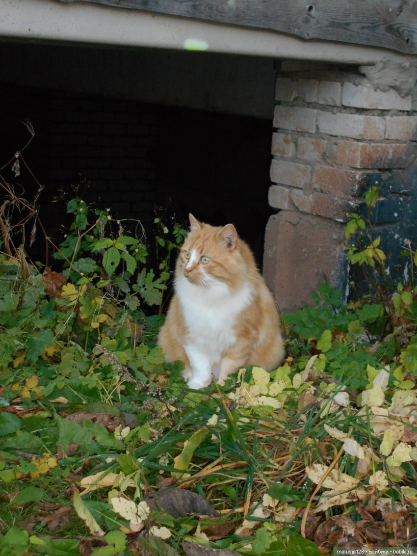 Осенние прогулки и странствия