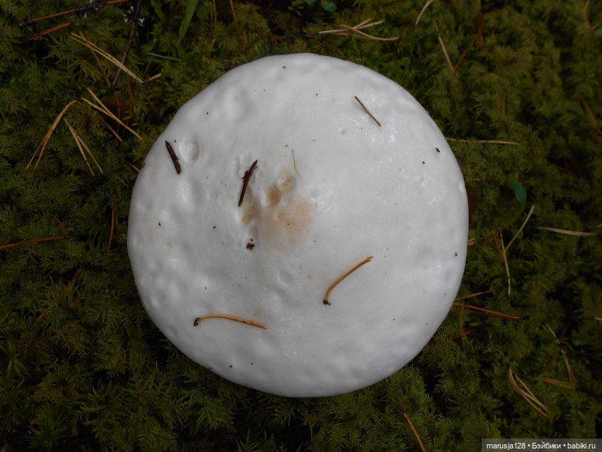 "Сказку сделать былью" Совместный проект Новомака и Радужного города (фото 6)