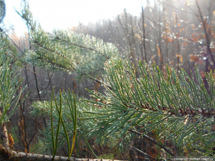 СКАЗКУ СДЕЛАТЬ БЫЛЬЮ. Зима
