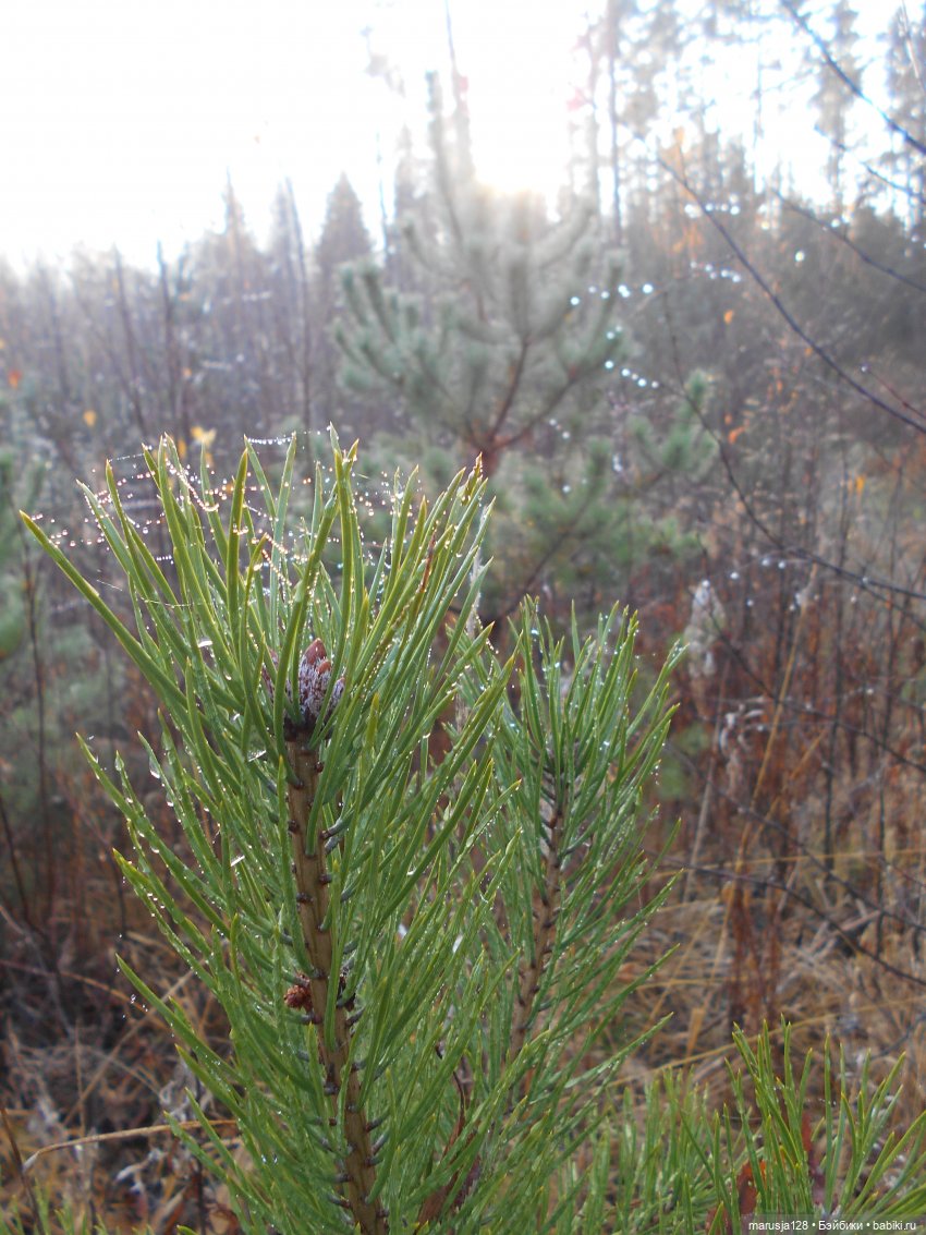 СКАЗКУ СДЕЛАТЬ БЫЛЬЮ. Зима