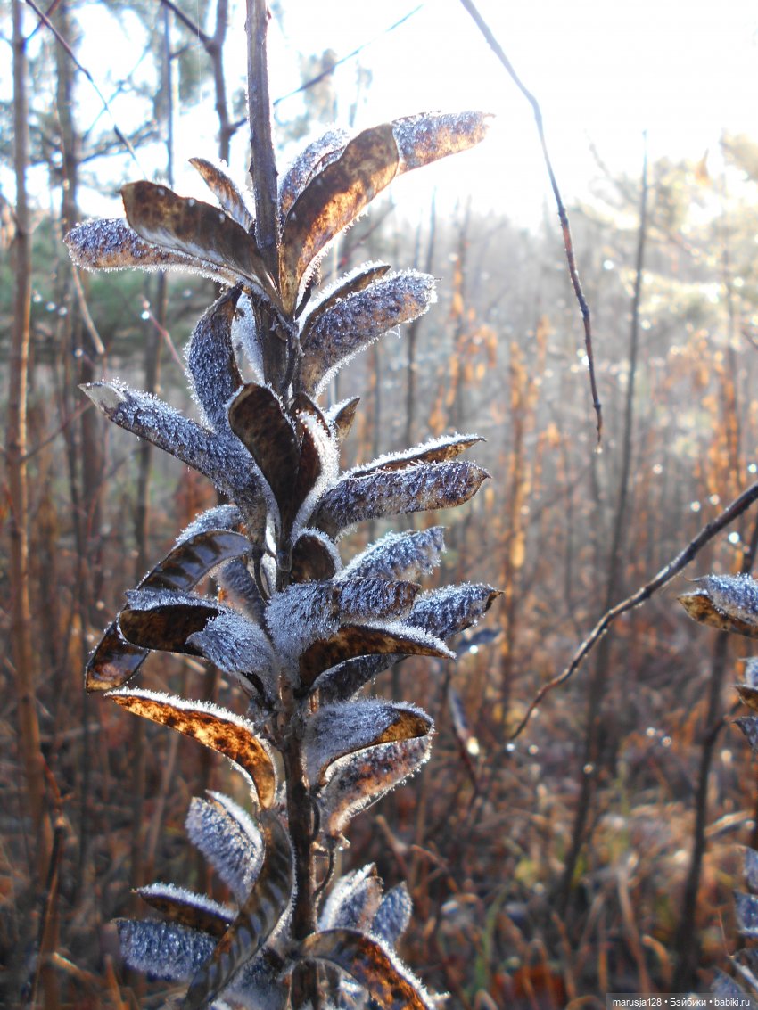 СКАЗКУ СДЕЛАТЬ БЫЛЬЮ. Зима