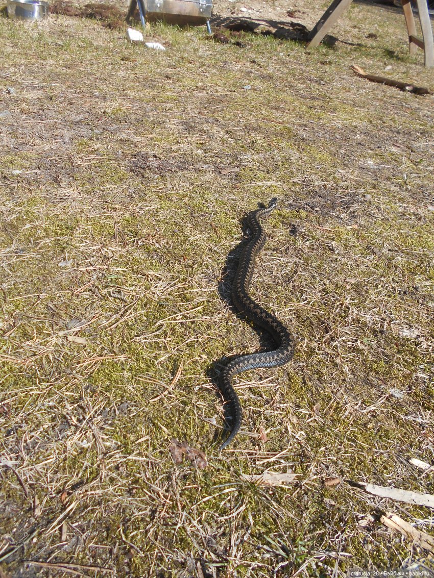 Снова остров Вормси — Туризм и путешествия: фотоотчеты из поездок