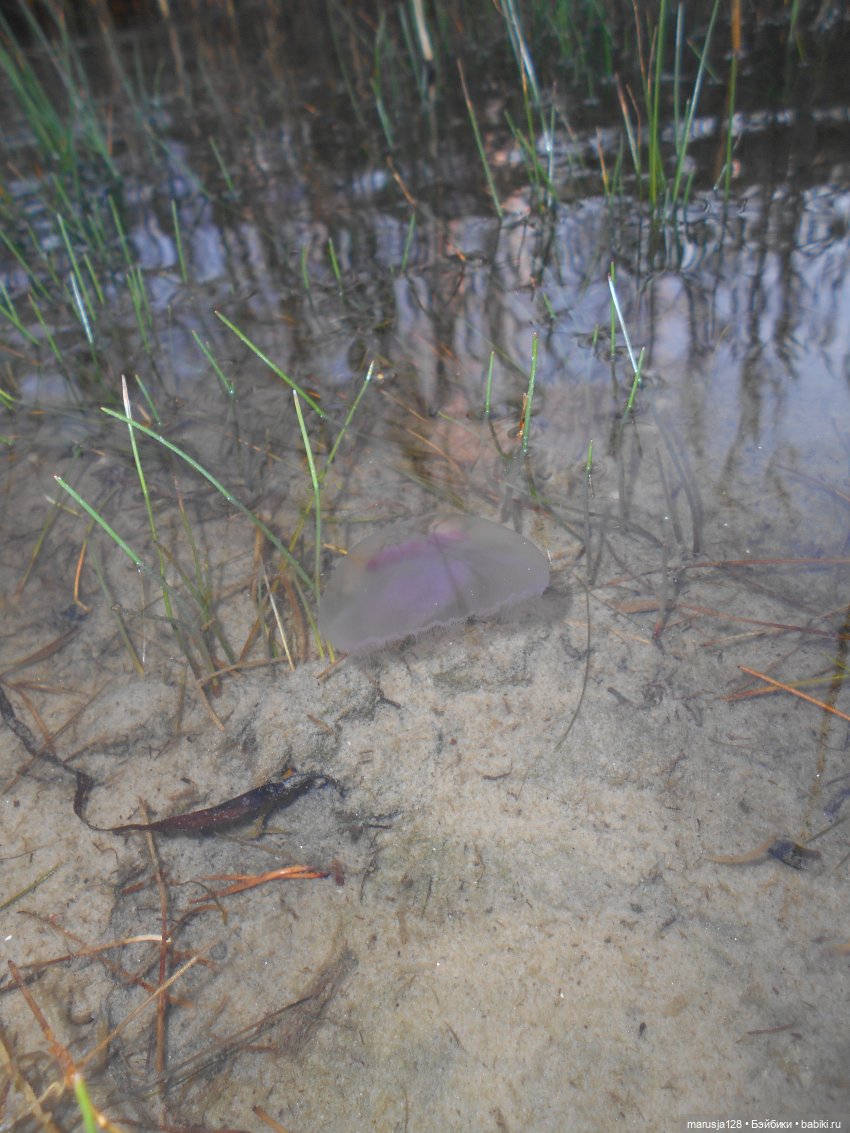 Эльф и человек — Интересное обо всем: поздравления