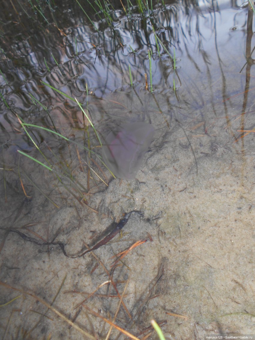 Эльф и человек — Интересное обо всем: поздравления