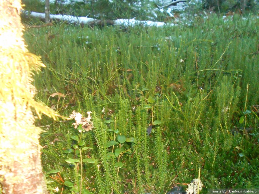 О грибочках и не только — Аналоги Барби и куклы 1/6: клоны 90