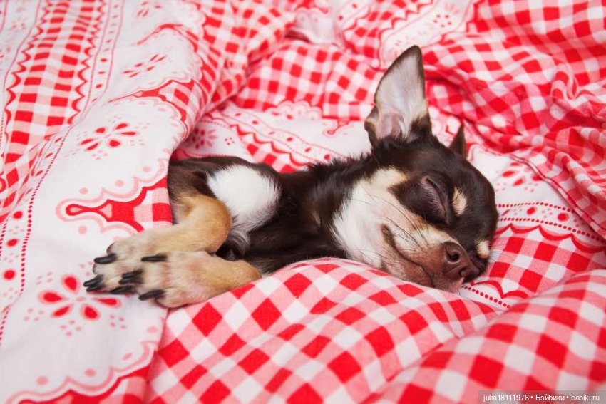 Дом кукол Лавандовый сон. Жаба и Хомяк 3 | Бэйбики Дом кукол Лавандовый сон. Жаба и Хомяк 3 (фото 3)