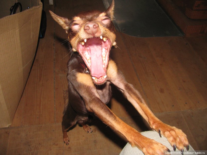 Дом кукол Лавандовый сон. Талисман моего сердца - Архипка (фото 10)