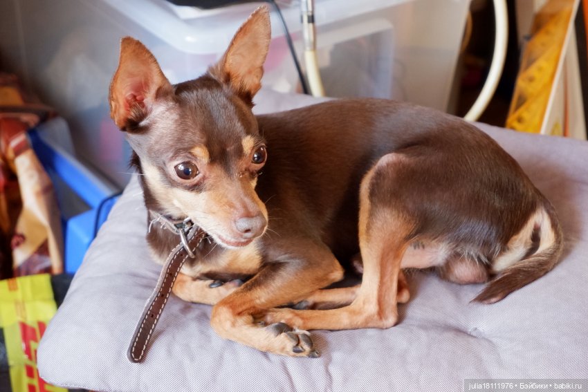 Дом кукол Лавандовый сон. Талисман моего сердца - Архипка