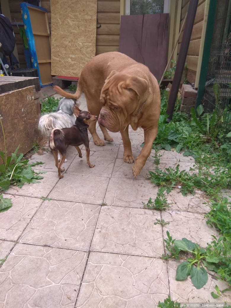 Дом кукол Лавандовый сон. Талисман моего сердца - Архипка (фото 7)