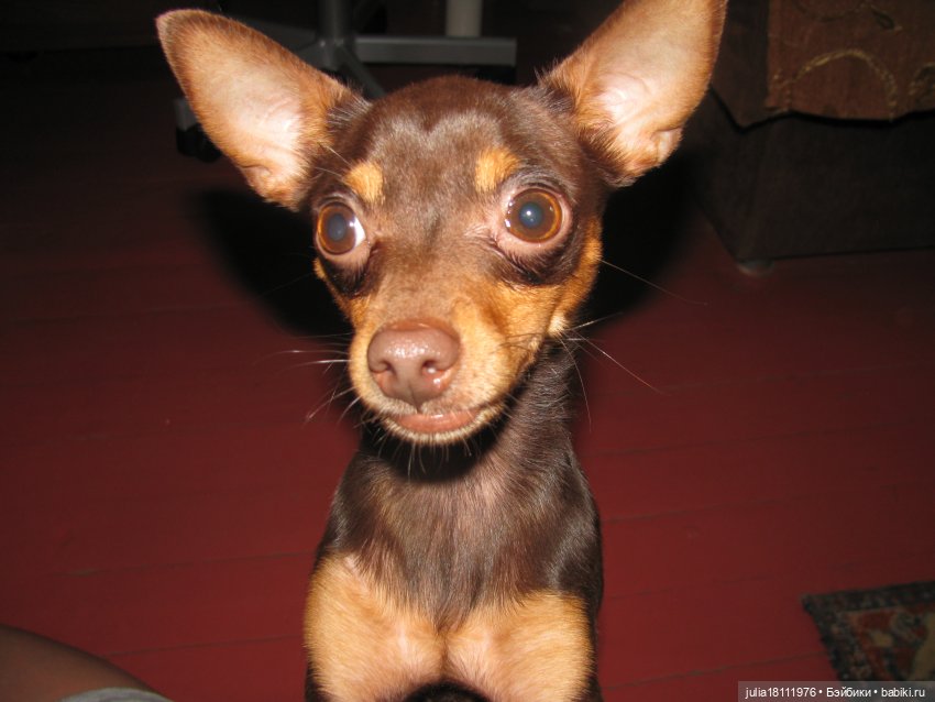 Дом кукол Лавандовый сон. Талисман моего сердца - Архипка