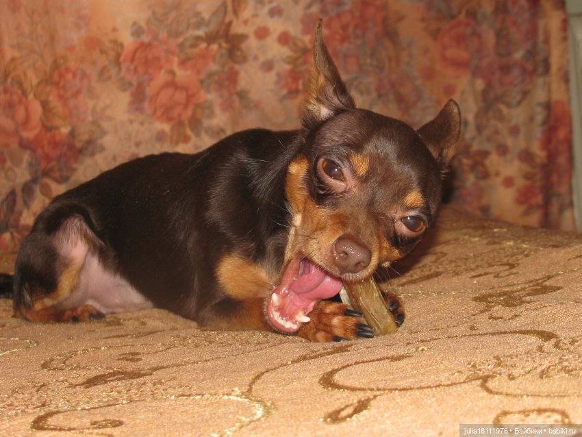 Дом кукол Лавандовый сон. Талисман моего сердца - Архипка (фото 8)