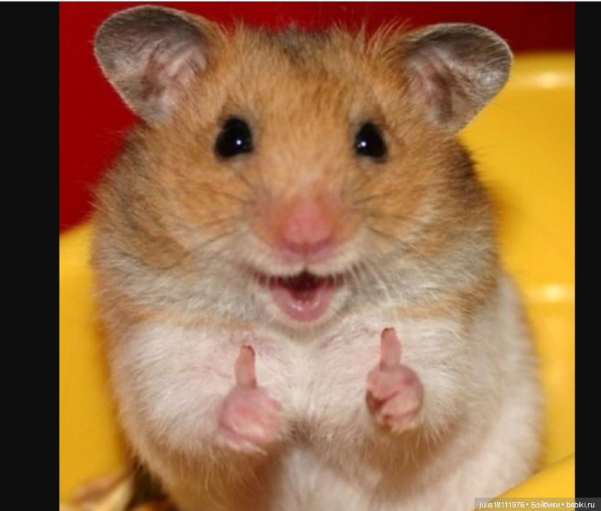 Дом кукол Лавандовый сон. Жаба и Хомяк 4 (фото 4)